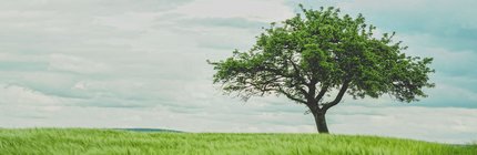 a leafy green tree sits alone in a green field