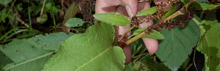 Traditional Wellness Mentor